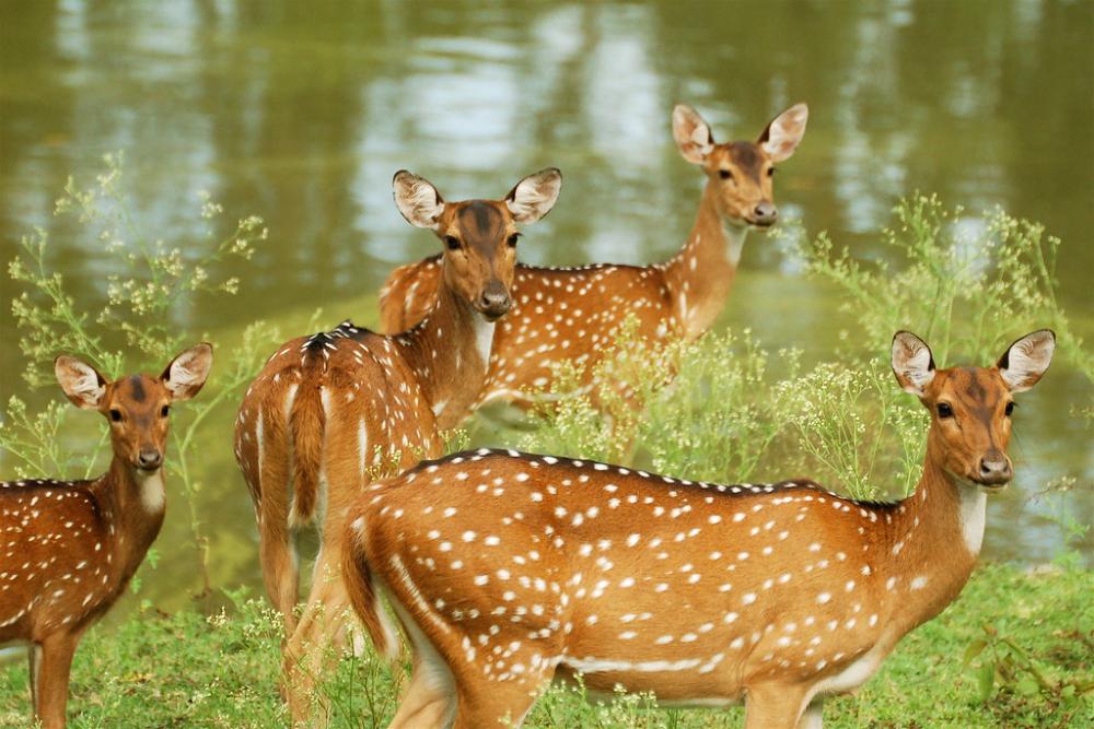 Nagarhole National Park And Tiger Reserve or Rajiv Gandhi National Park